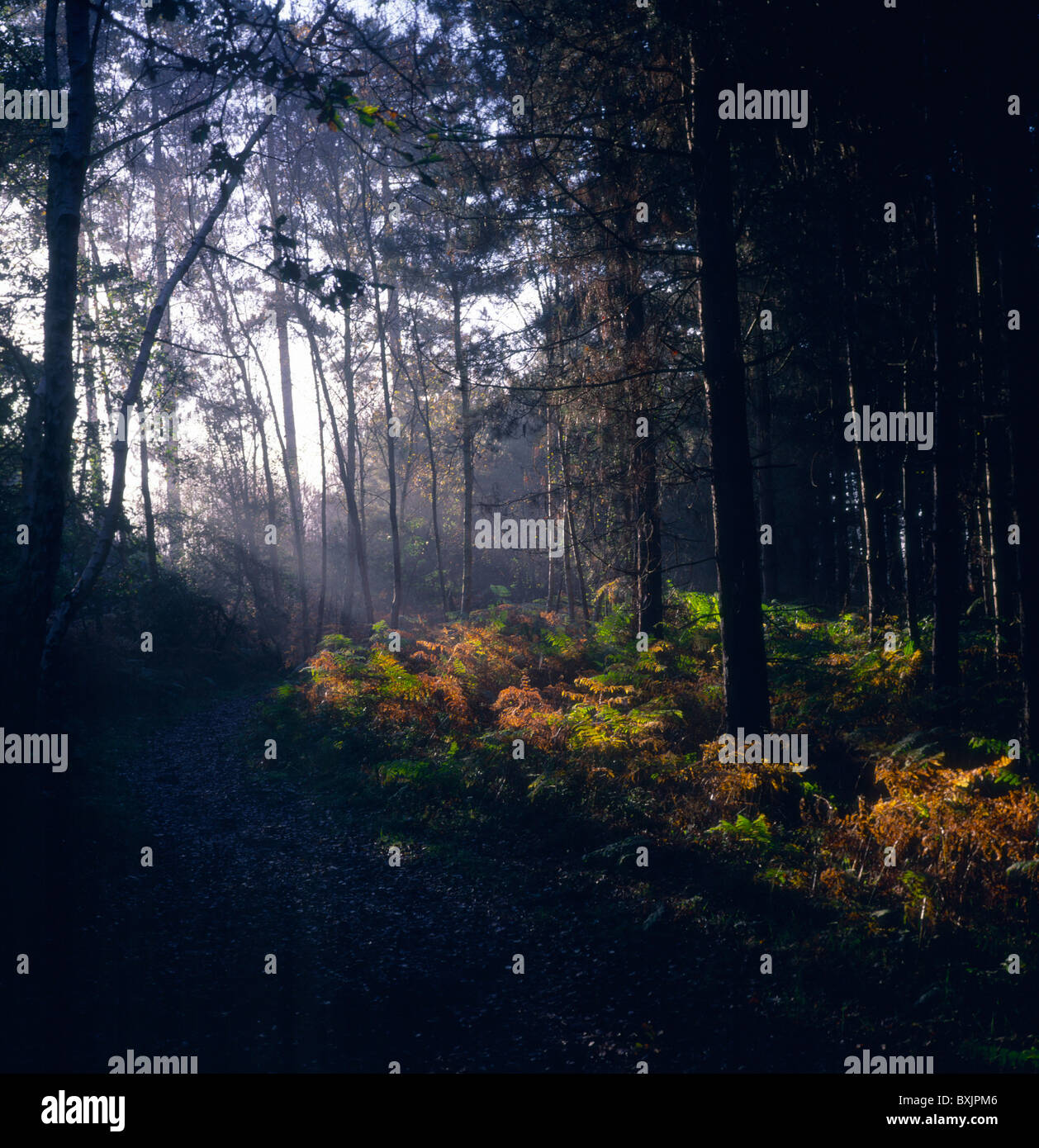 Welle des Lichts in Nadelwäldern Forstwirtschaft Rendlesham Forest, Suffolk, England Stockfoto