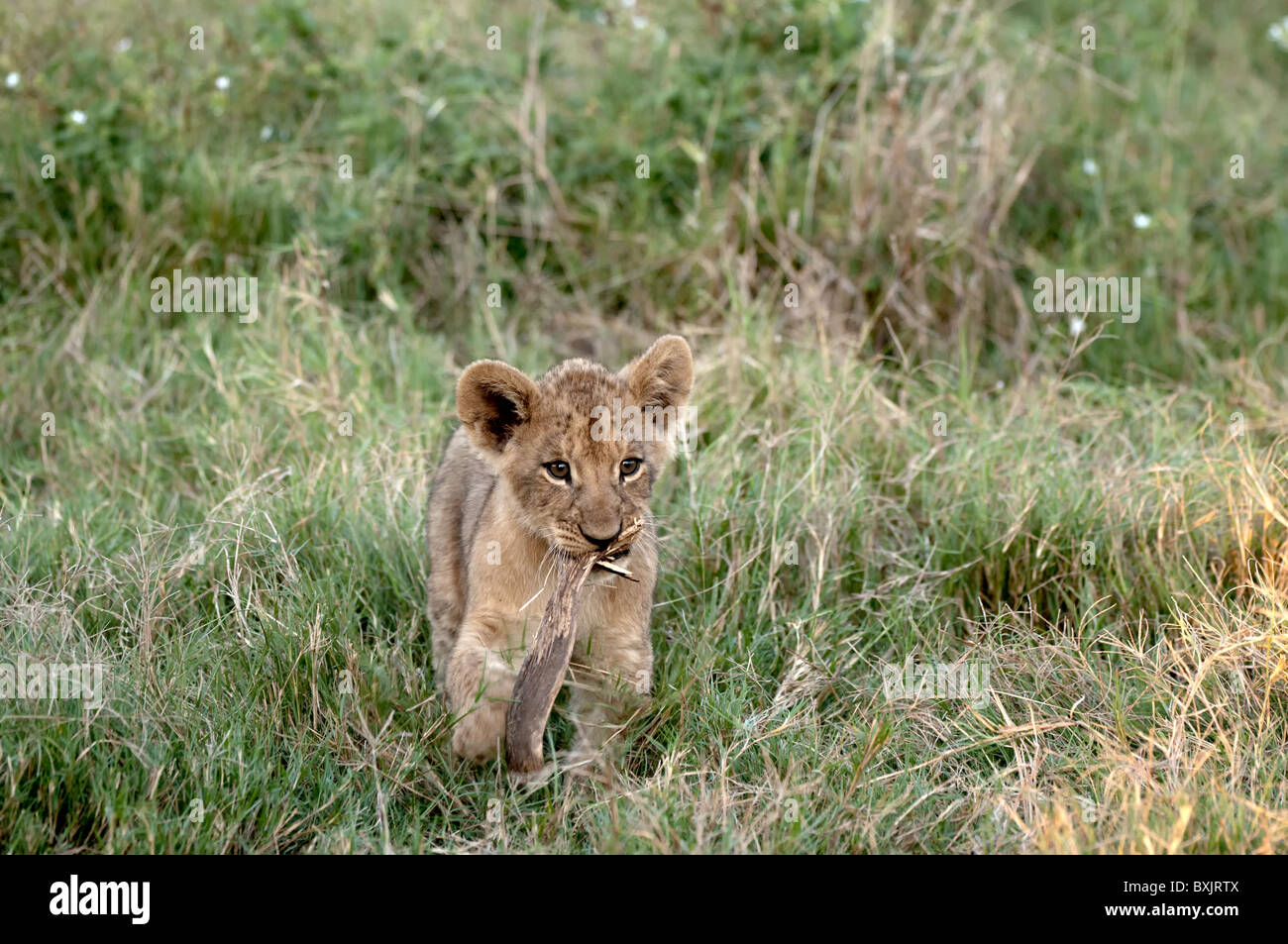 Löwenjunges spielen in das Okavango Delta, Botswana Stockfoto
