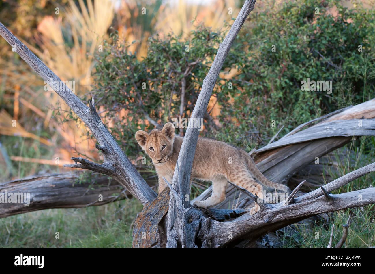 Löwenjunges in einem Baum in das Okavango Delta, Botswana Stockfoto
