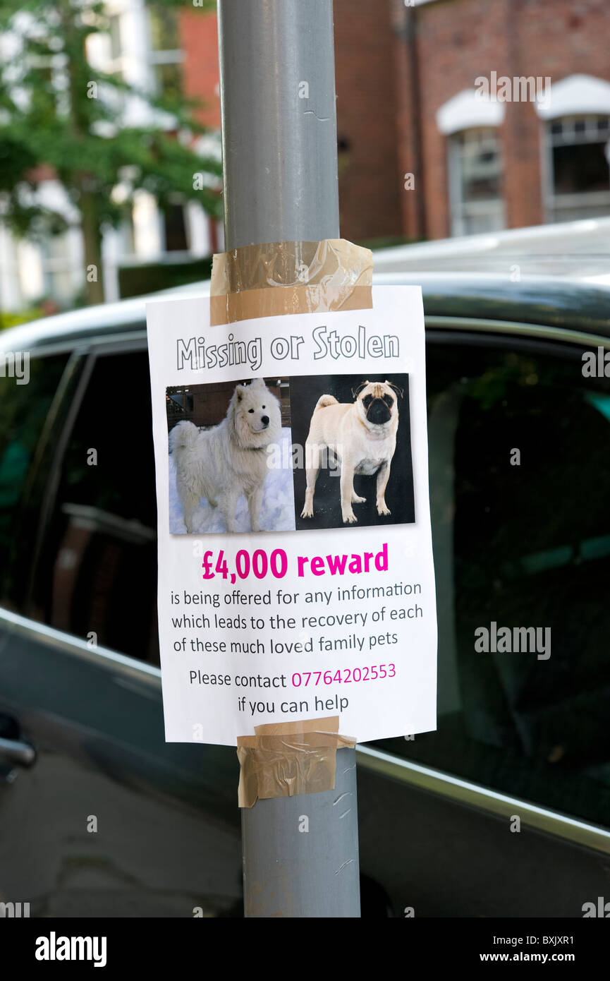 Belohnung angeboten auf fehlende oder gestohlenen Hund Zeichen, London, England, UK Stockfoto