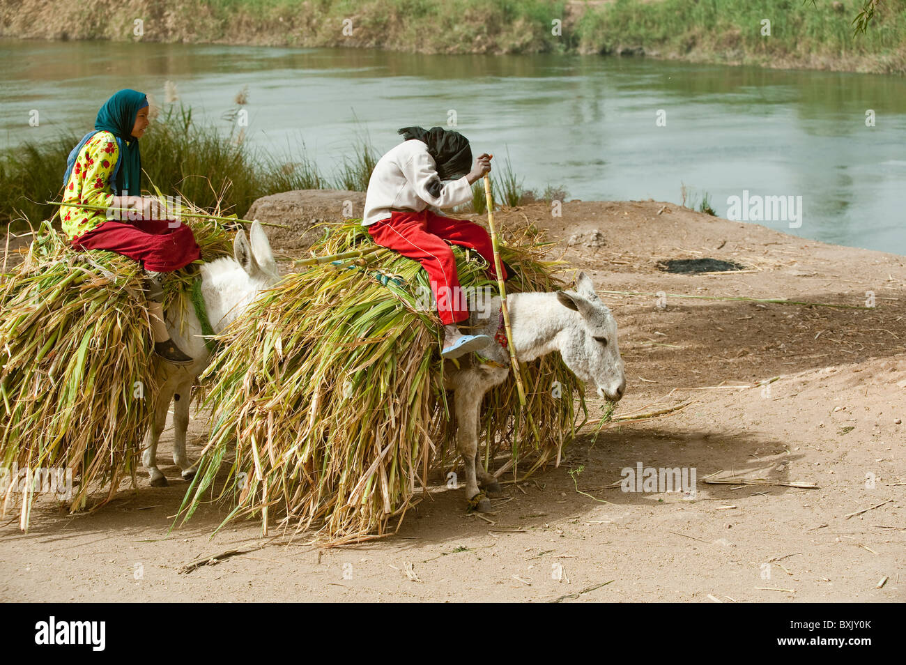 Ägypten. Ägyptische Frauen reiten Esel auf dem Lande. Stockfoto