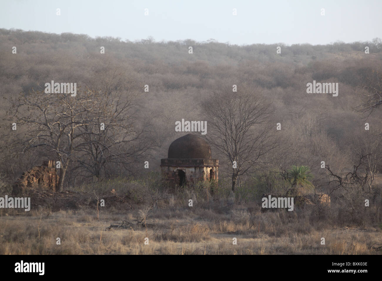 Ranthambhore National Park, Rajasthan, Indien, Asien Stockfoto