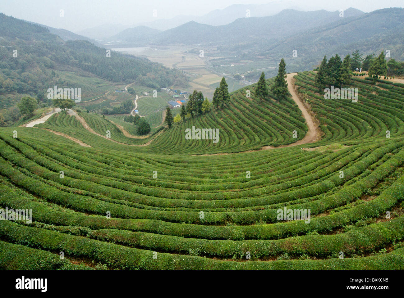 Boseong grüner Teeplantage, Südkorea Stockfoto