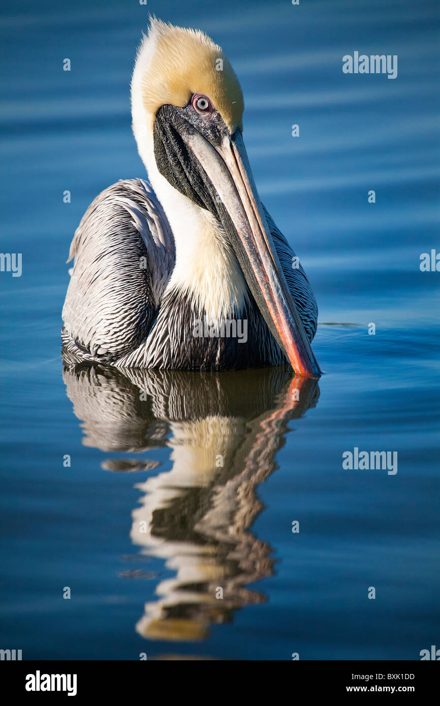 Brauner Pelikan im tropischen blauen Wasser in Nachmittagssonne Stockfoto