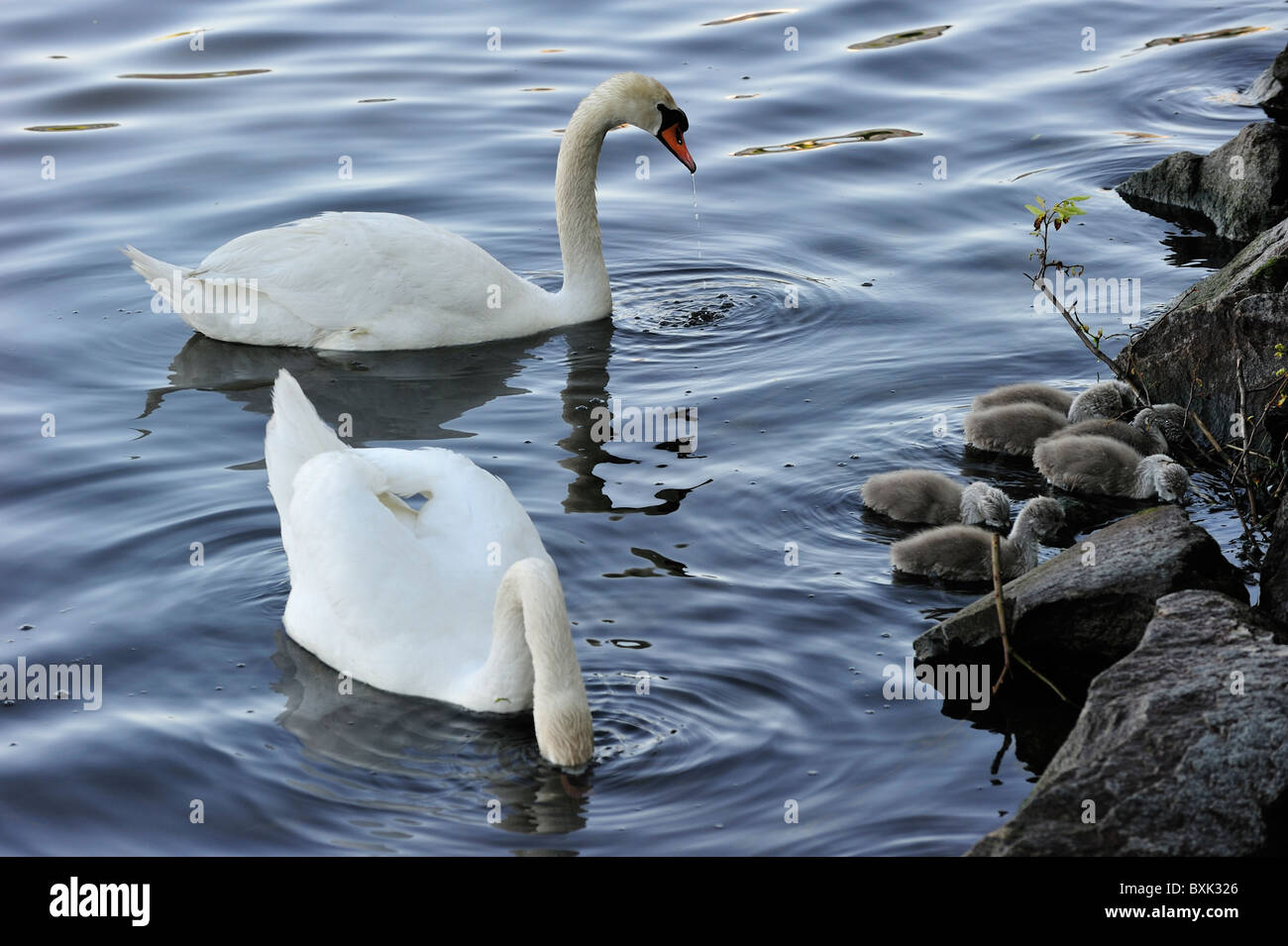 Swan paar schwimmen in der Nähe einer Klippe. Einer von ihnen mit dem Kopf unter Wasser. Ein paar graue Schwan Kinder. Stockfoto