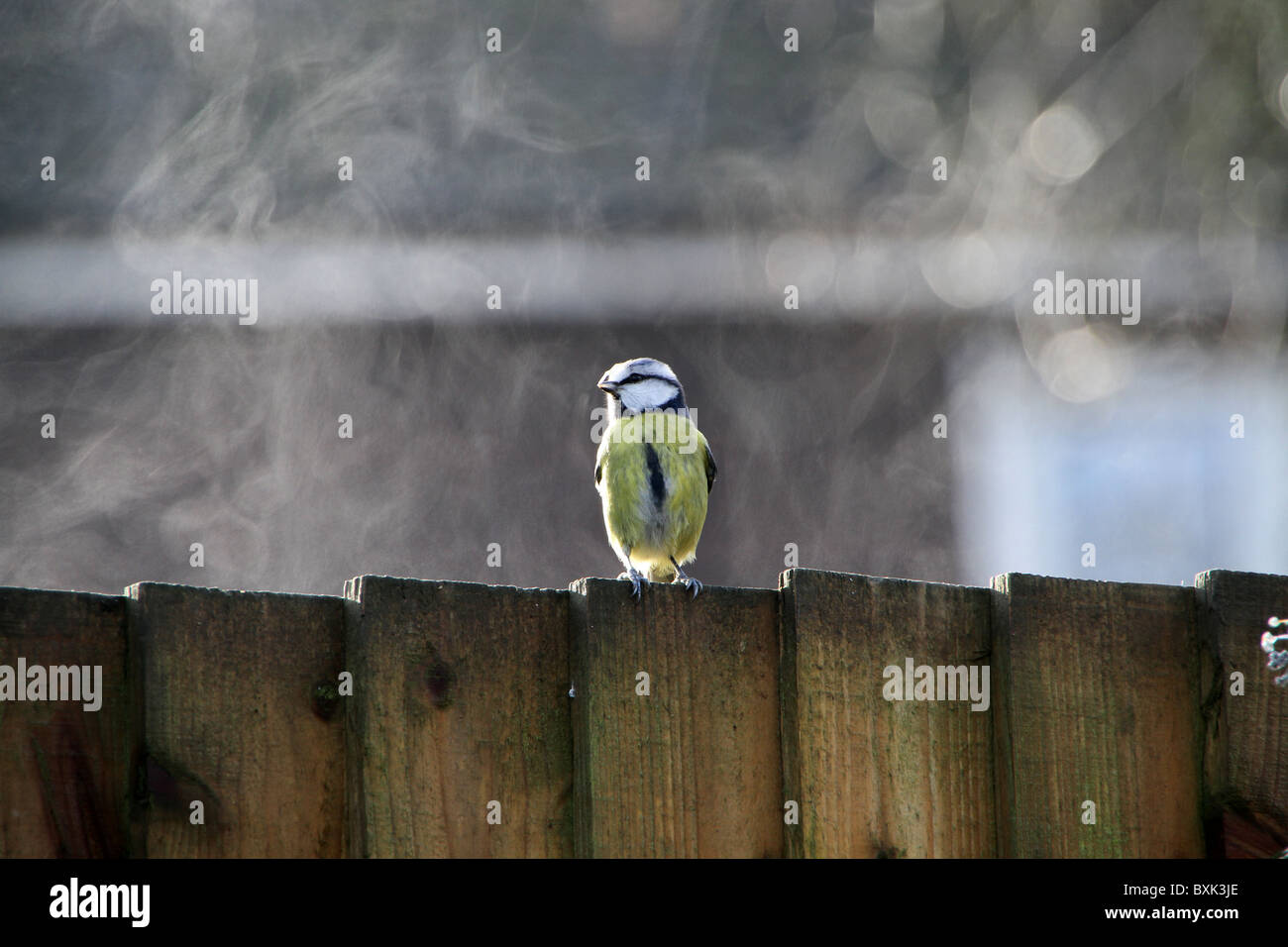 Eine Blaumeise hockt auf einem Zaun, während scheinbar ein Dampfbad nehmen. Stockfoto