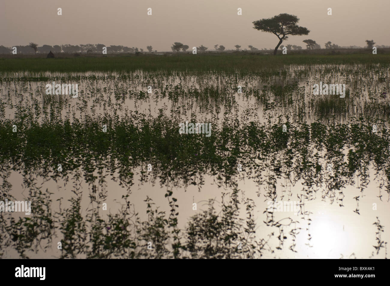 Überfluteten Feldern im "Inland Nigerdelta" in der Nähe von Djenné, Mali. Stockfoto