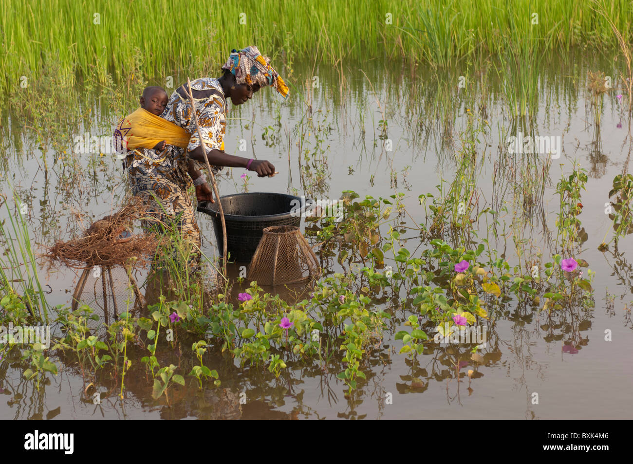 Mutter mit Kind auf dem Rücken sammeln Fische aus fallen in die überfluteten Immobilienbranche die "Niger Binnendelta" in der Nähe von Djenné, Mali. Stockfoto