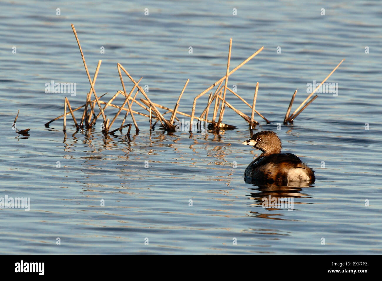 Pied – abgerechnet Grebe Schilf. Stockfoto