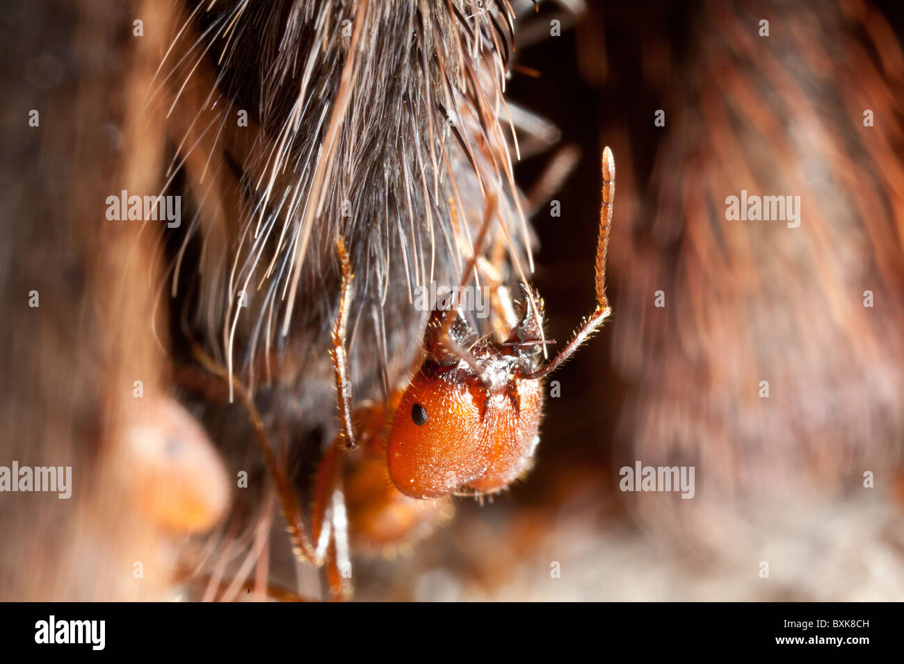 Winzige Ameise Essen einer toten Tarantel Stockfoto