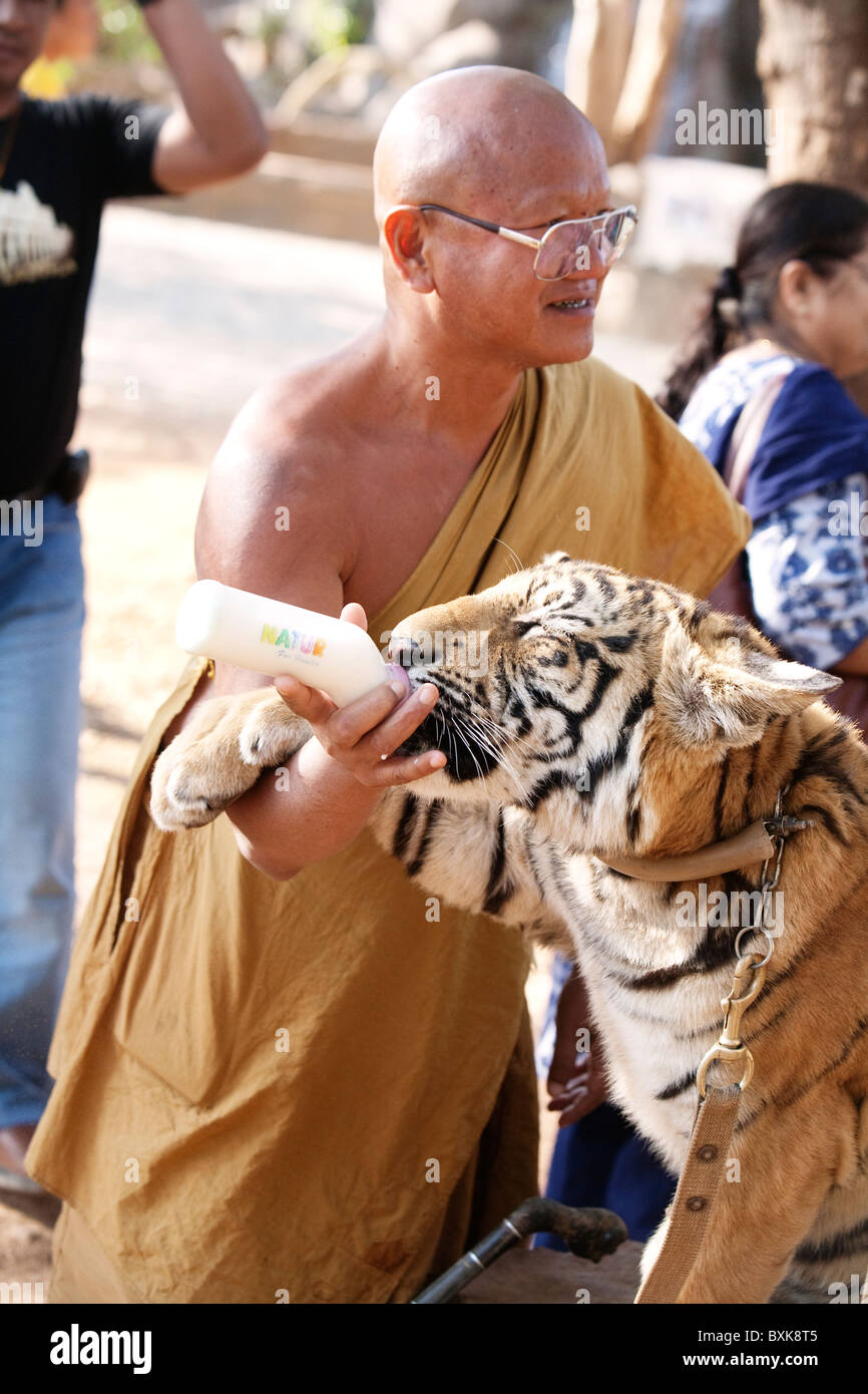 Der Abt feeds Baby Tiger Kätzchen im Tiger-Tempel (Wat Pha Luang Ta Bua) Stockfoto