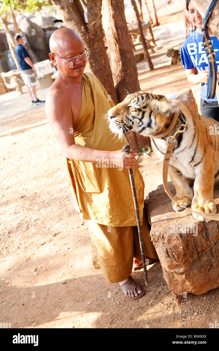 Der Abt streicheln die Tiger im Tiger-Tempel (Wat Pha Luang Ta Bua) Stockfoto