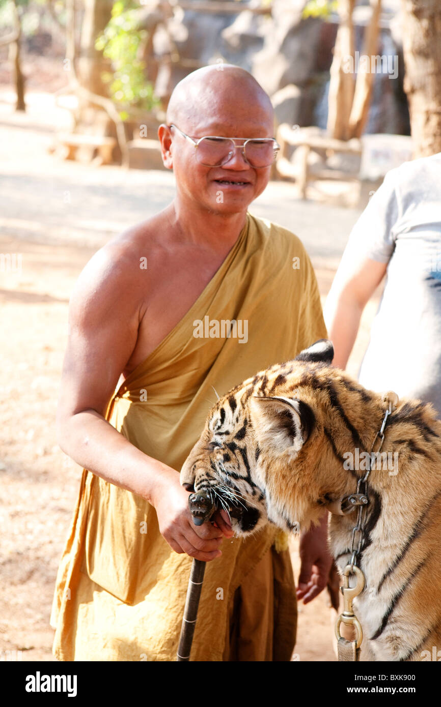 Der Abt streicheln die Tiger im Tiger-Tempel (Wat Pha Luang Ta Bua) Stockfoto