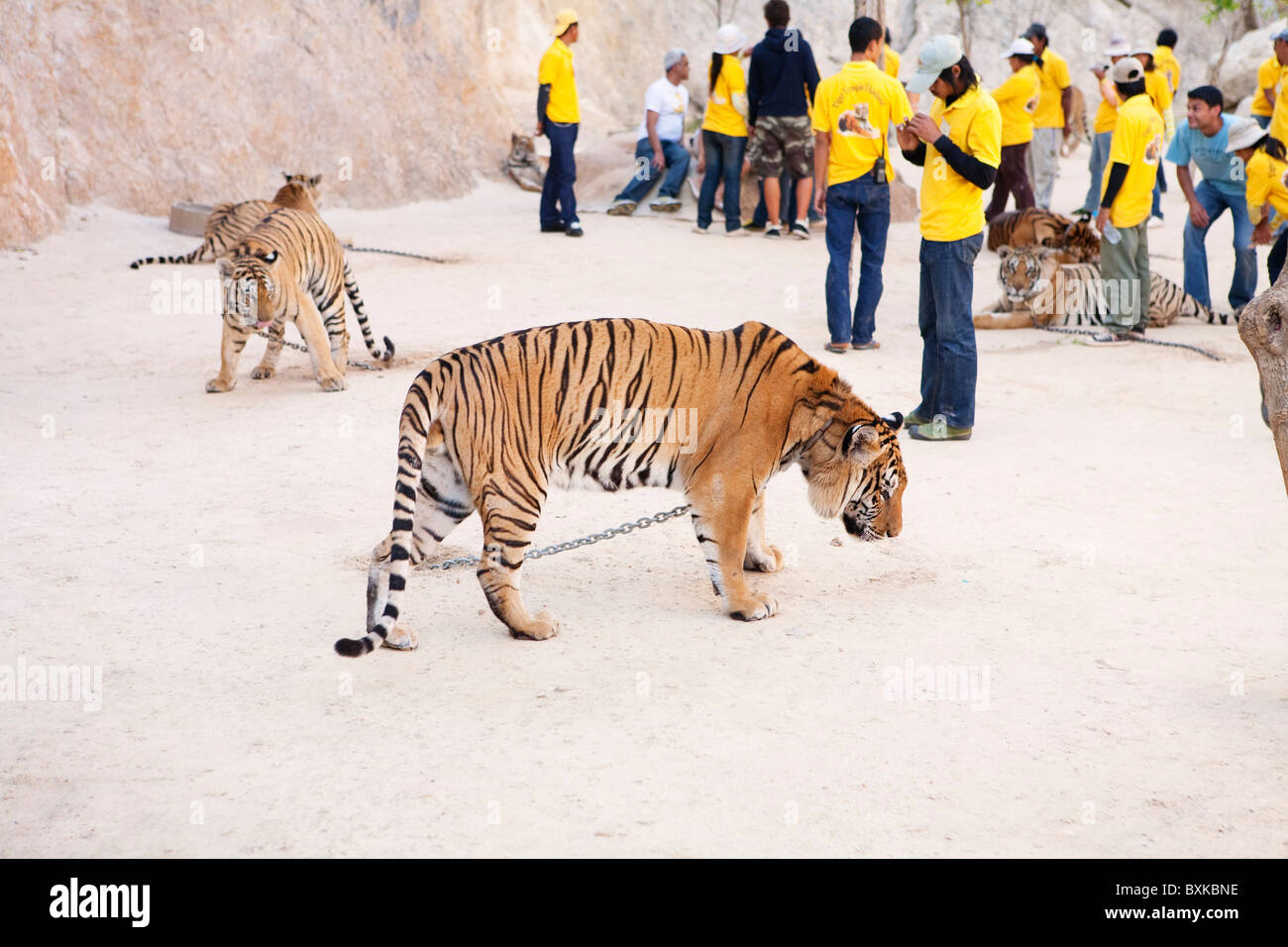 Tiger im Tiger-Tempel (Wat Pha Luang Ta Bua) Stockfoto