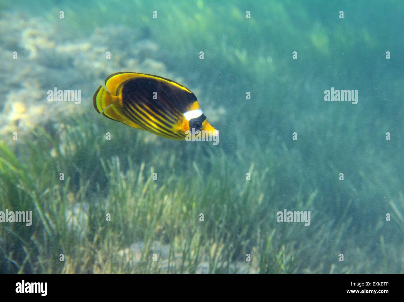 Falterfische Schwimmen unter Wasser über grünen Rasen Stockfoto