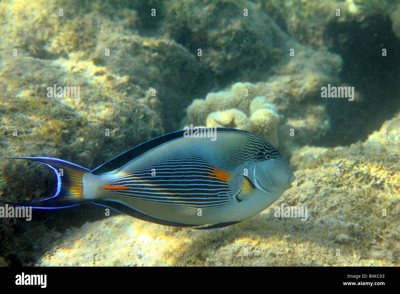 Chirurg-Fisch Nahaufnahme Schwimmen unter Wasser unter Korallen Stockfoto