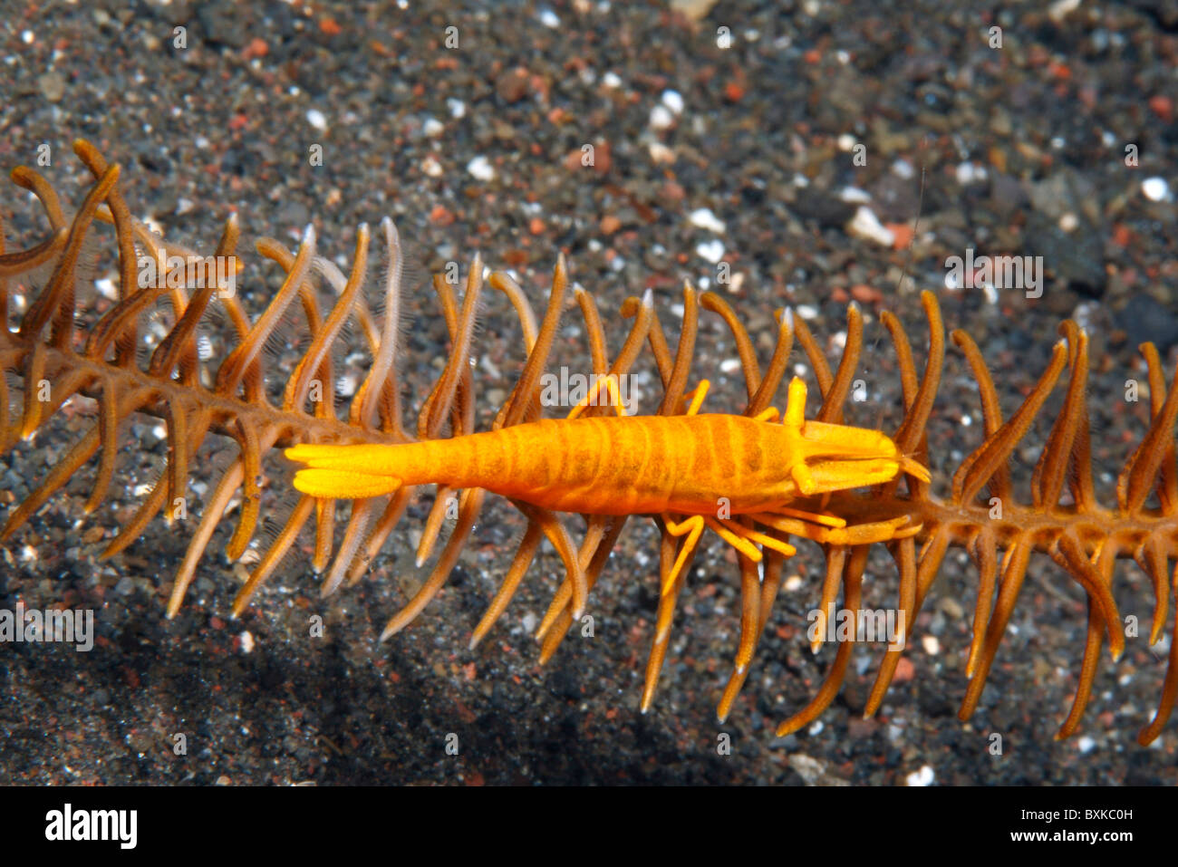 Crinoid kommensal Ambon Shrimp, Laomenes amboinensis, früher Periclimenes amboinensis, lebt auf seinem Wirt Crinoid. Tulamben, Bali, Indonesien Stockfoto