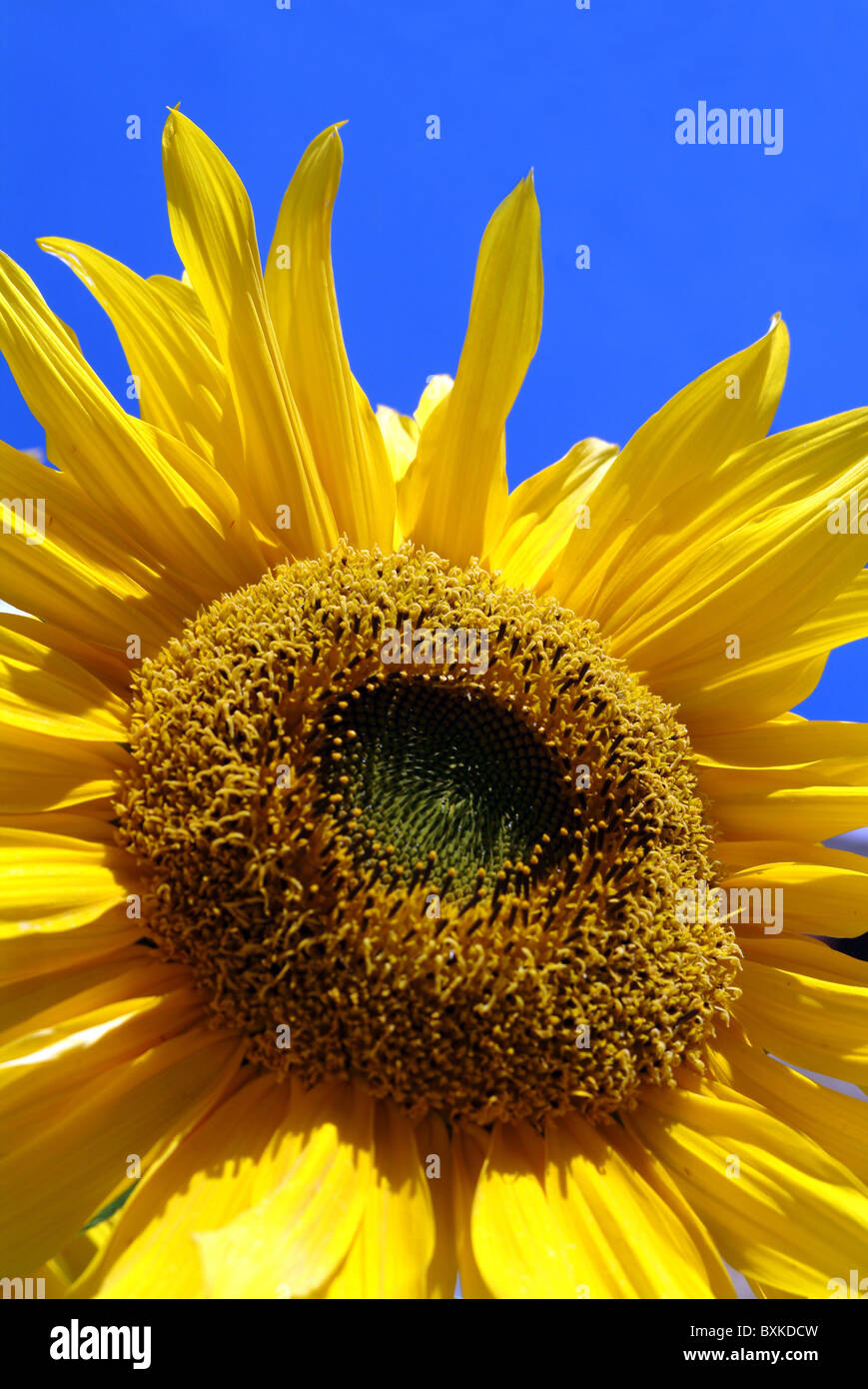 Pflanzen, Blumen, Sonnenblume Stockfoto