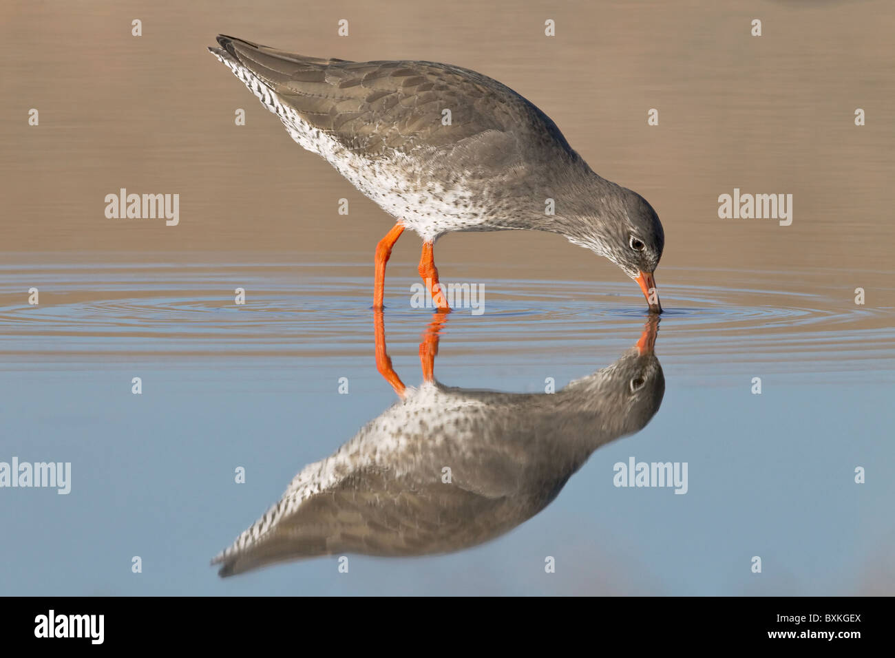 Einen Erwachsenen Rotschenkel-Angeln in einem küstennahen tidal pool Stockfoto