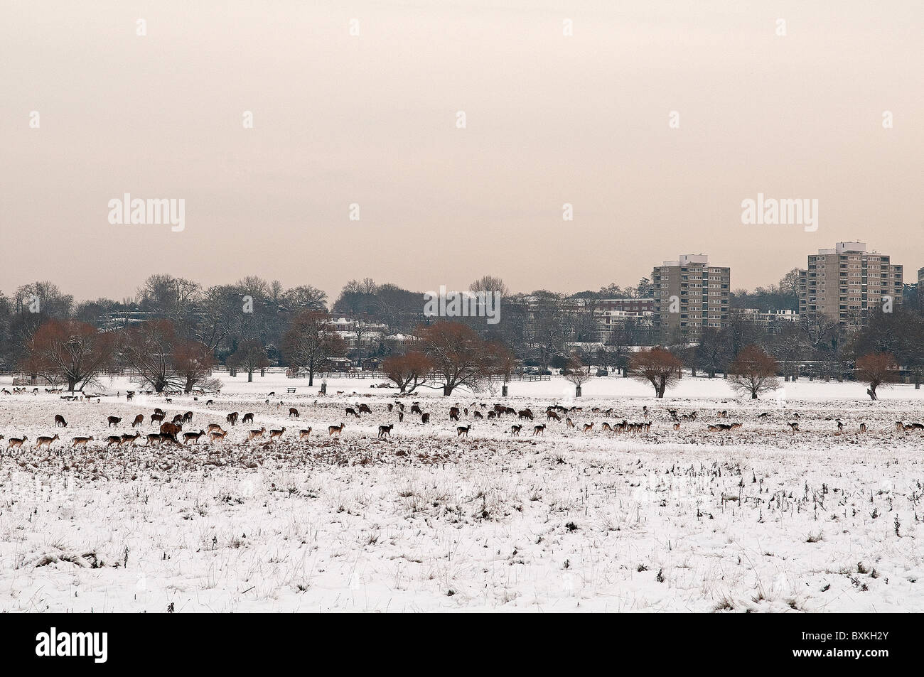 Richmond Park, Surrey, England, UK. Rehe im Winterschnee Stockfoto