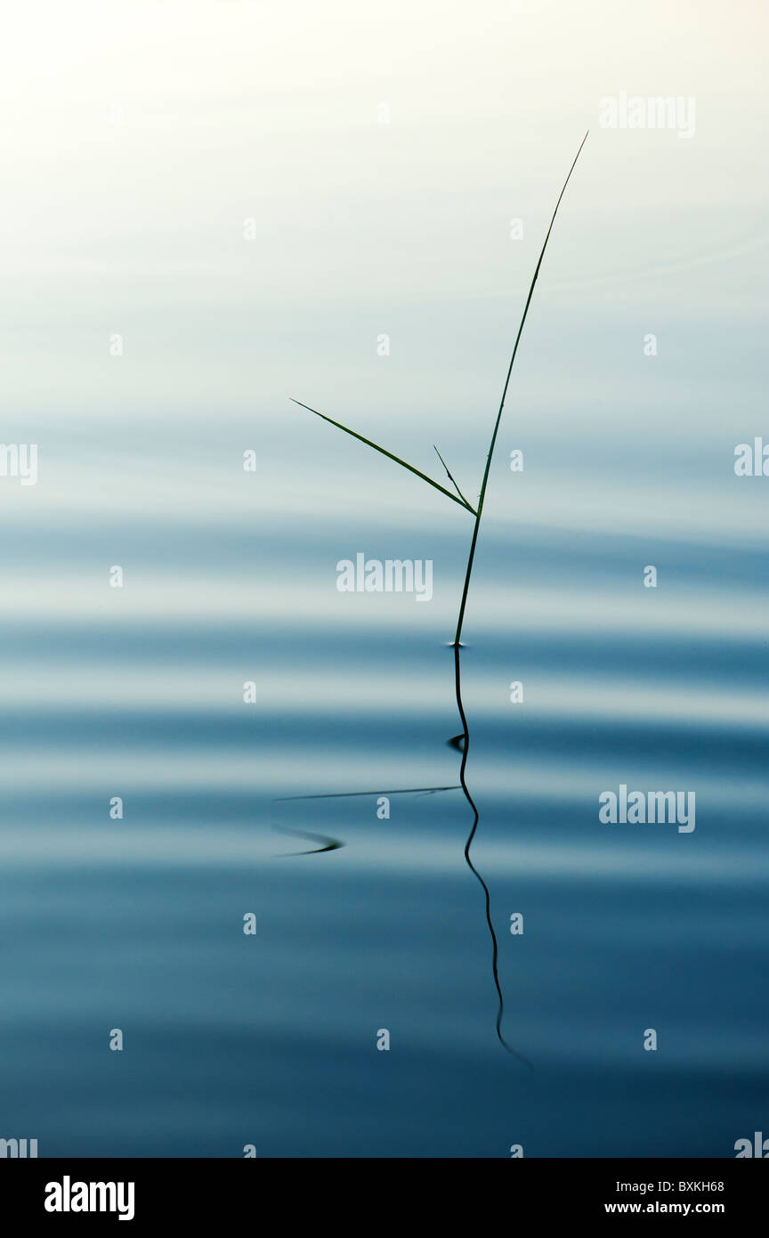 Silhouette Grass Stamm reflektiert in einem plätschernden Pool im Morgengrauen in Indien Stockfoto