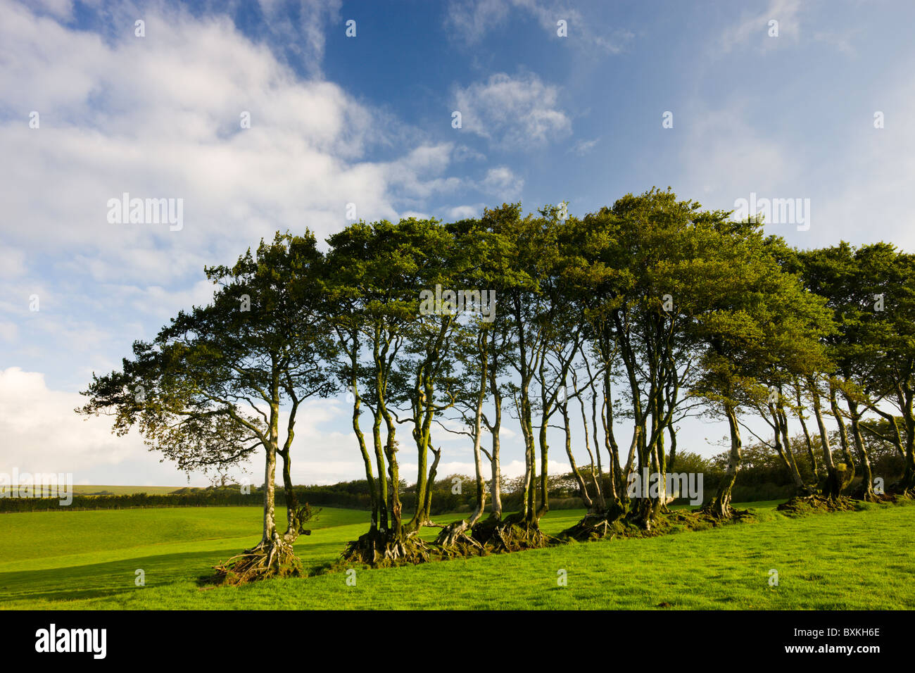 Exmoor Nationalpark Stockfoto