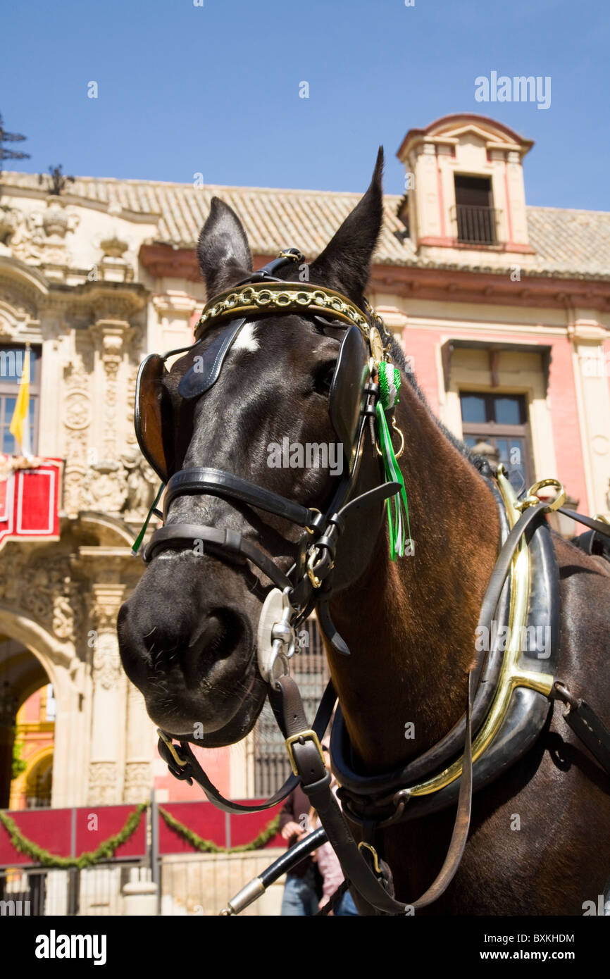 Kutsche Pferd wartet für Touristen / Profil Kopf. Vor dem erzbischöflichen Palast; Plaza del Triunfo. Sevilla Spanien. Stockfoto