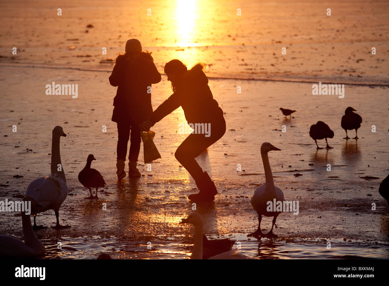 Frau Silhouette Spiel mit Enten Gänse und Schwäne auf dem zugefrorenen See der Tjörnin in zentralen Reykjavik, Island. Foto: Jeff Gilbert Stockfoto