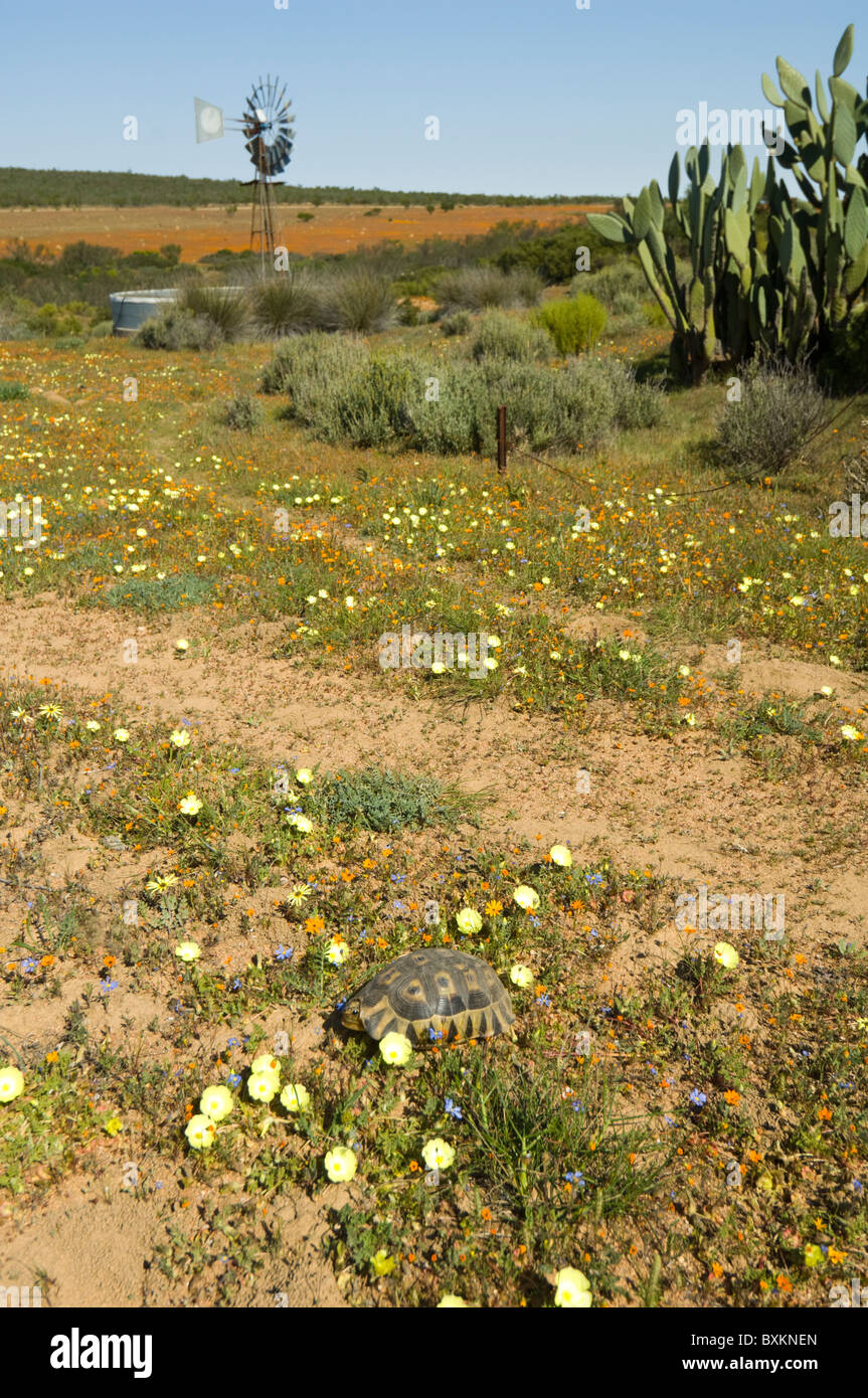Skilpad Kamieskroon Namaqualand Northern Cape in Südafrika Stockfoto