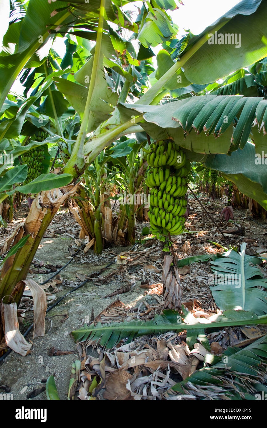 Eine zypriotische Bananenplantage Stockfoto
