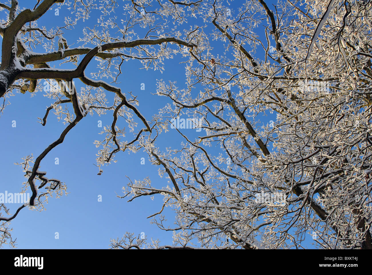 durch die Bäume Stockfoto