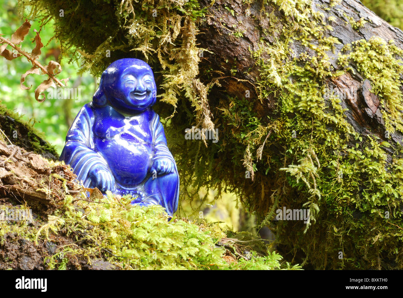Blaue Porzellan Buddhastatue eingebettet in moosigen Äste Stockfoto