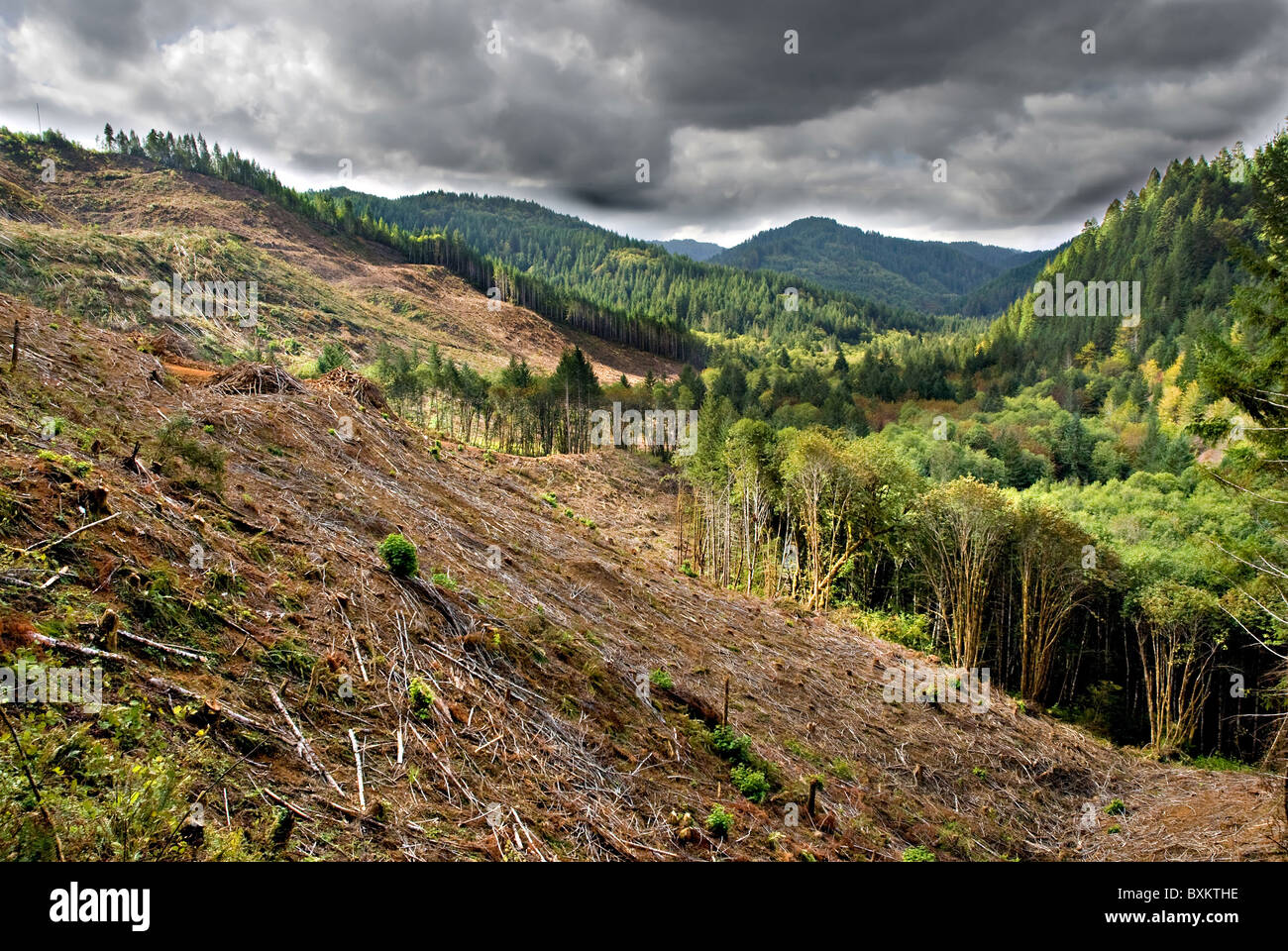 Klaren Schnitt Holzeinschlag in stürmischen Oregon Bergtal Stockfoto