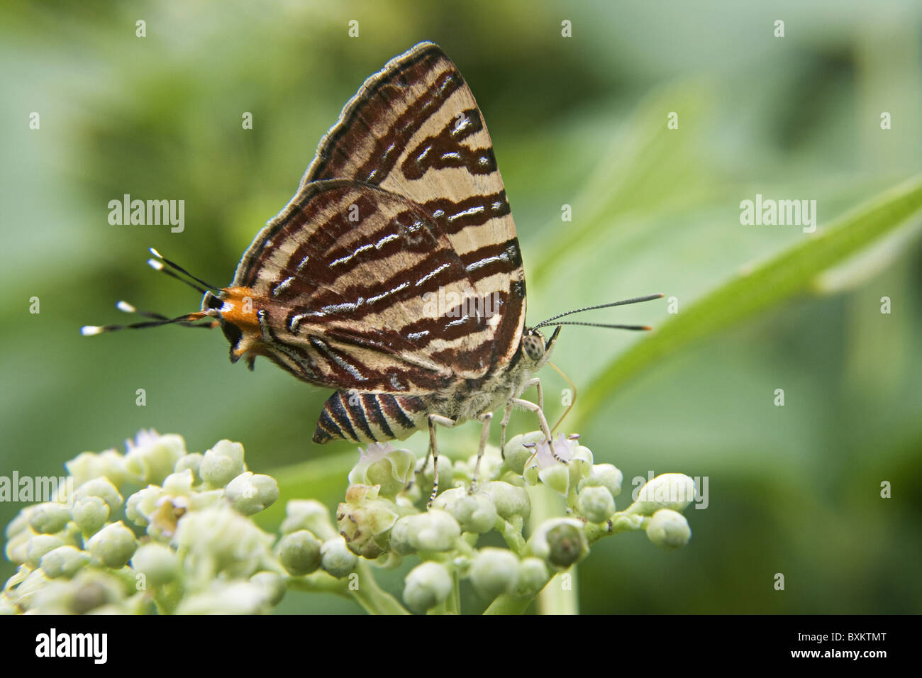 Gemeinsamen Silverline (Spindasis Vulcanus) Lycaenidae: Blues Stockfoto