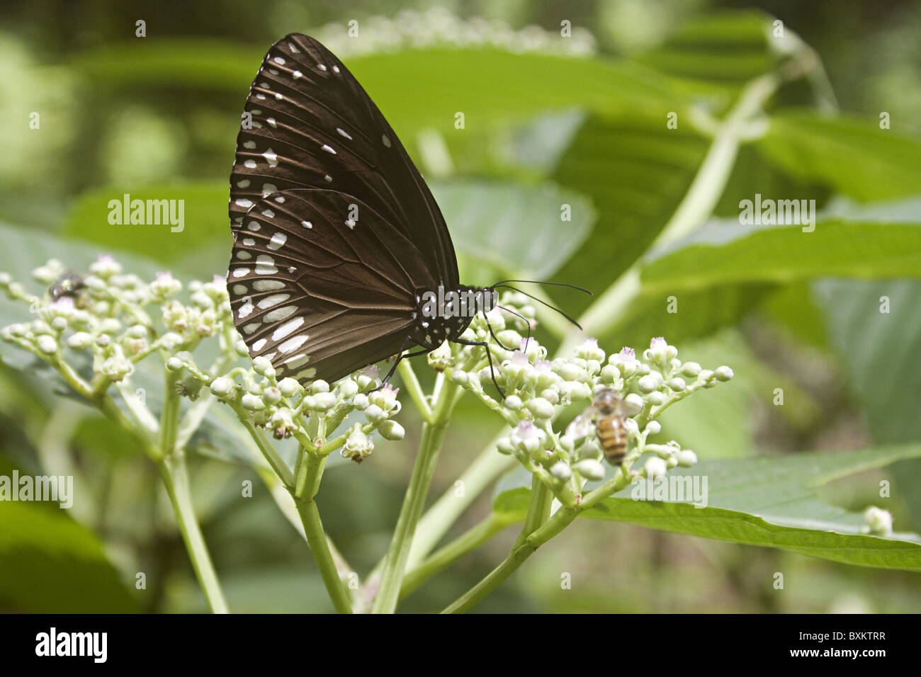 Gemeinsamen Crow (Euploea Core) auf Blatt sitzen Stockfoto