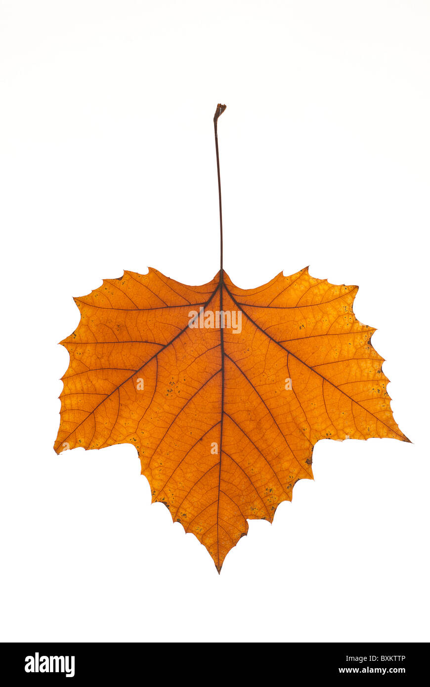 Herbst-Flugzeug Baum Blatt Stockfoto