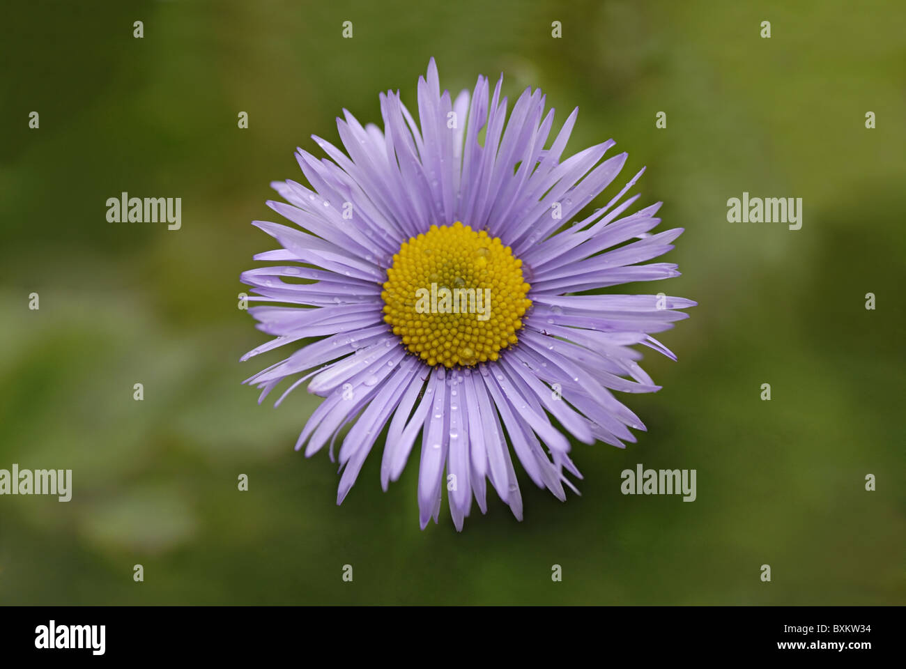 Eine wilde Blume in Uttaranchal. Stockfoto