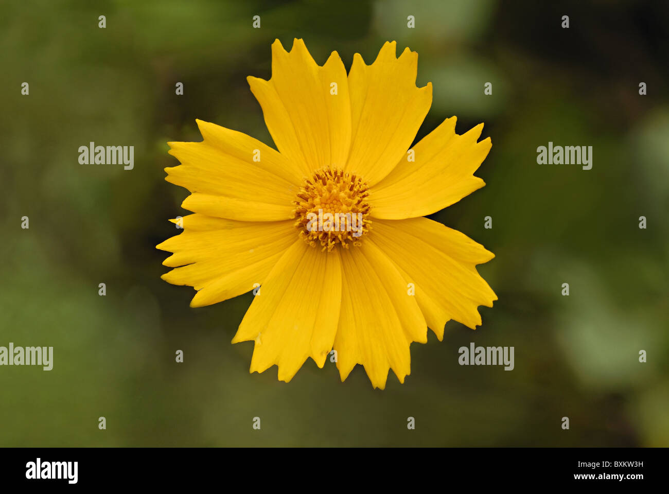 Eine wilde Blume in Uttaranchal. Stockfoto