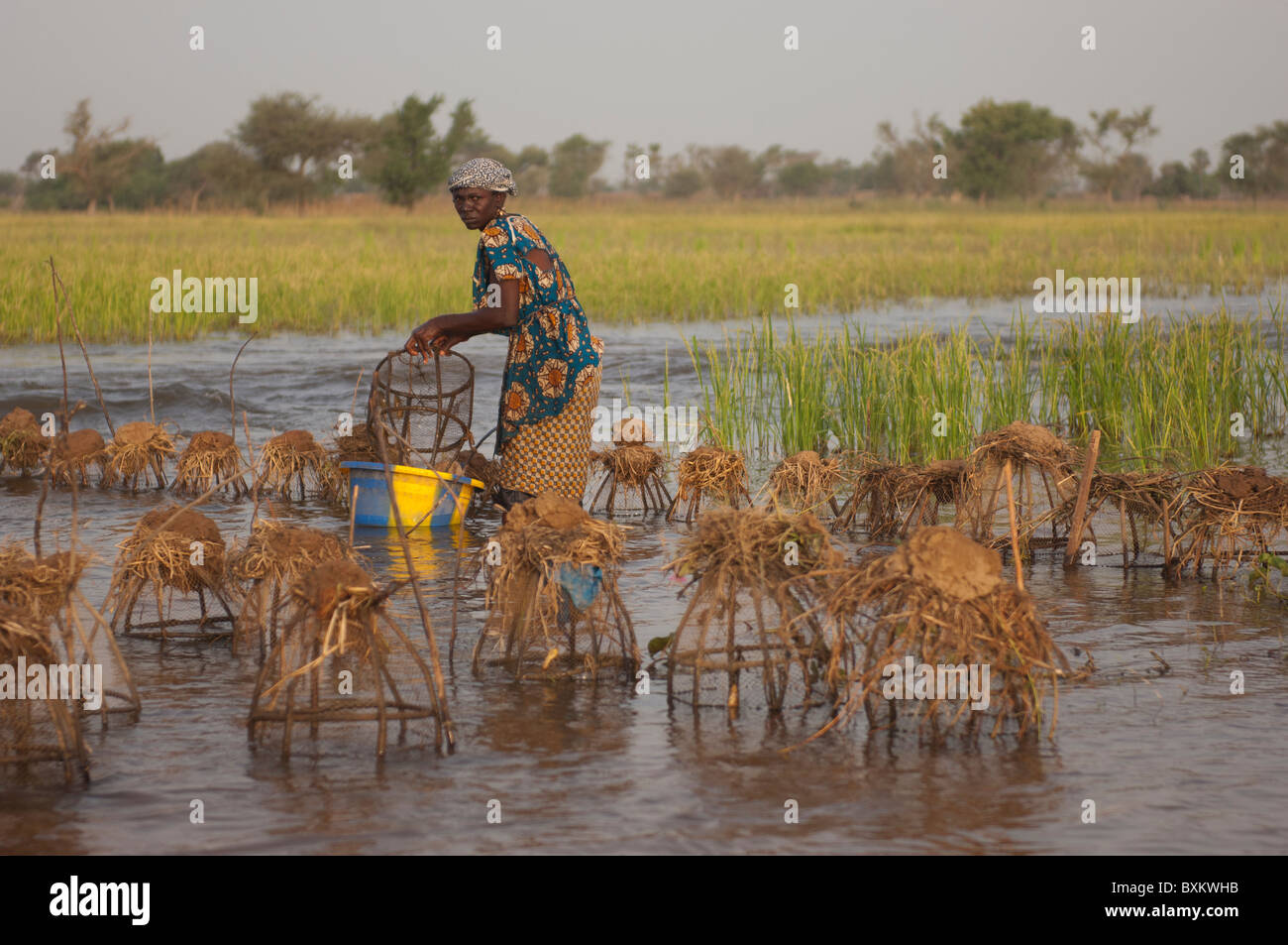 Bozo Frau Fische fangen mit fallen in den überfluteten Bereichen die "Niger-Binnendelta" in der Nähe von Djenné, Mali. Stockfoto
