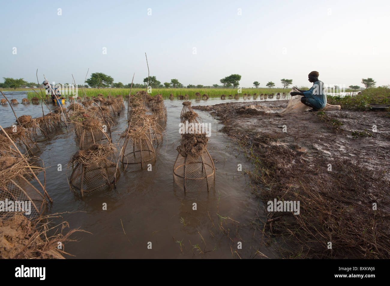 Bozo Dorfbewohner fangen Fische mit fallen und Netze in den überfluteten Bereichen die "Niger-Binnendelta" in der Nähe von Djenné, Mali. Stockfoto