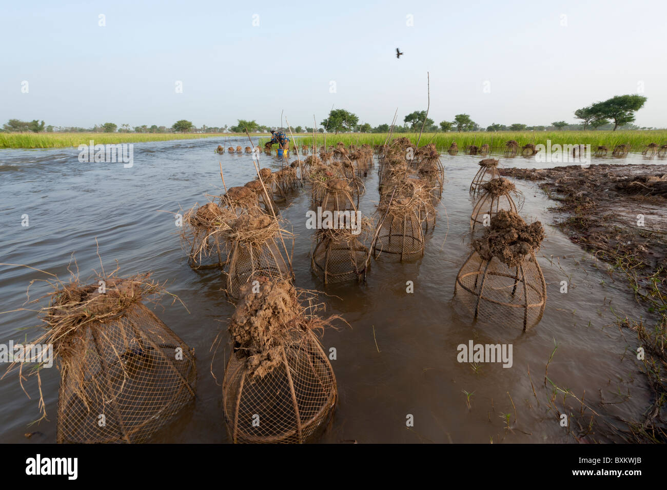 Bozo Dorfbewohner Fische fangen mit fallen in den überfluteten Bereichen die "Niger-Binnendelta" in der Nähe von Djenné, Mali. Stockfoto