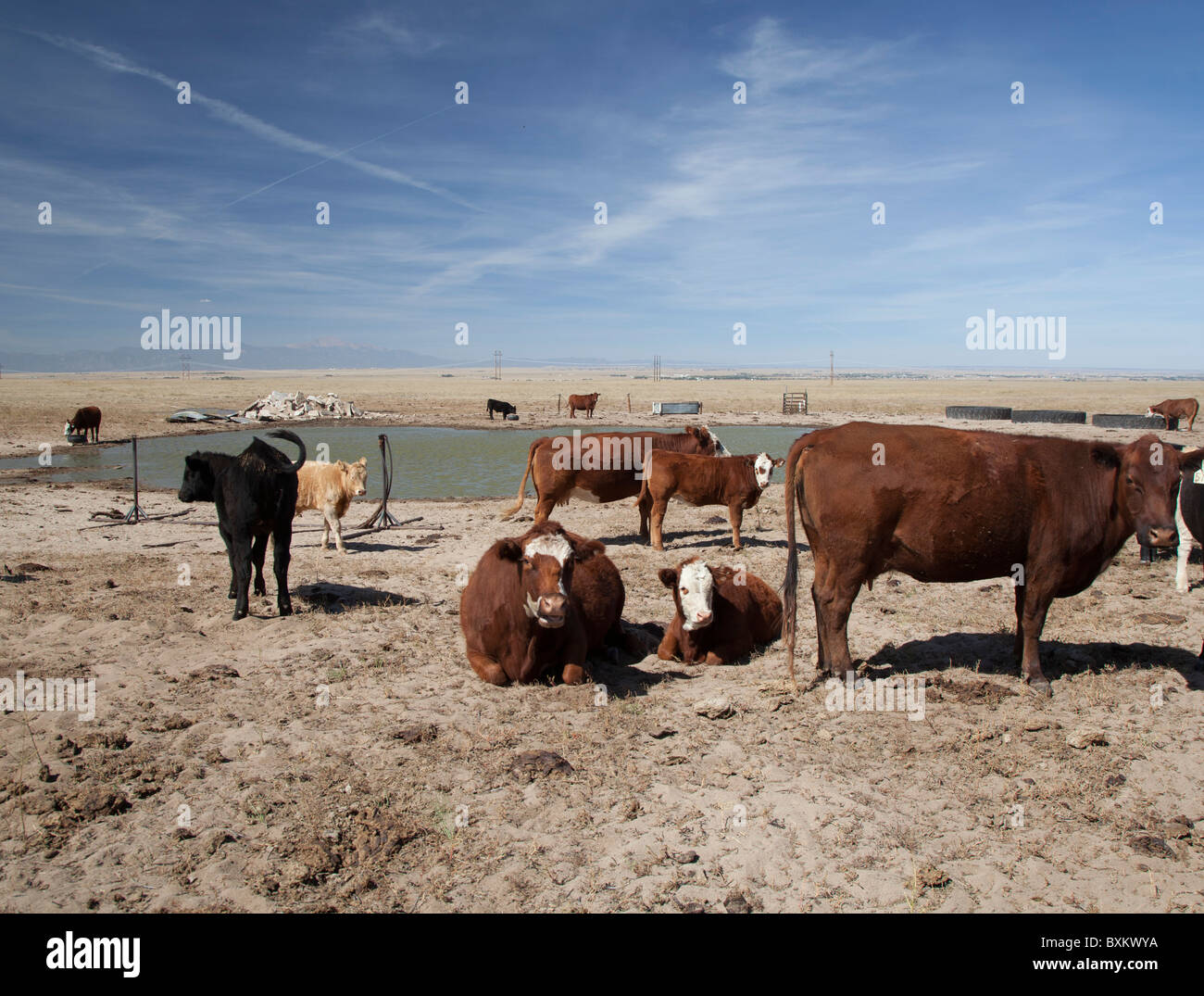 Wasserloch auf Rinderfarm Stockfoto