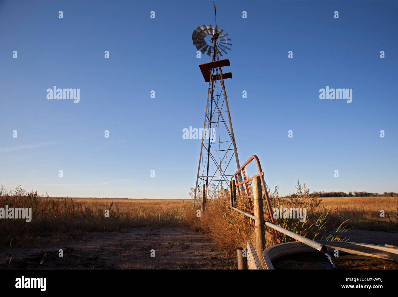 Windmühle Pumpen Wasser auf Rinderfarm Stockfoto