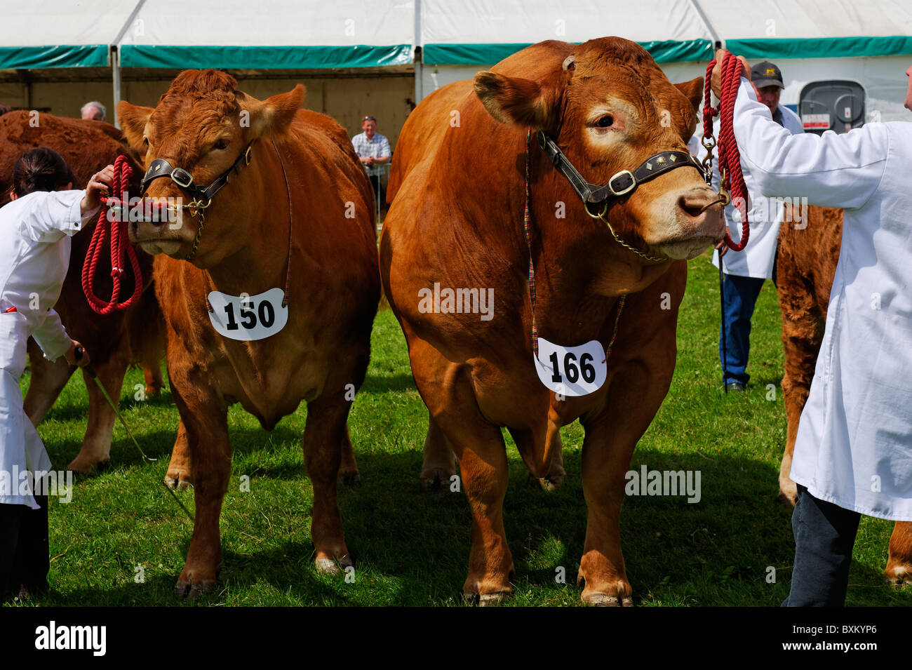 Vieh auf Anzeige der Rinder auf der Northumberland County zeigen Stockfoto