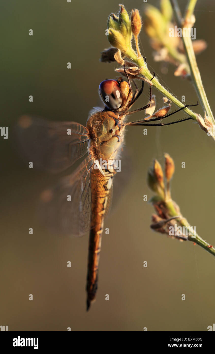 Libelle auf einem stick Stockfoto