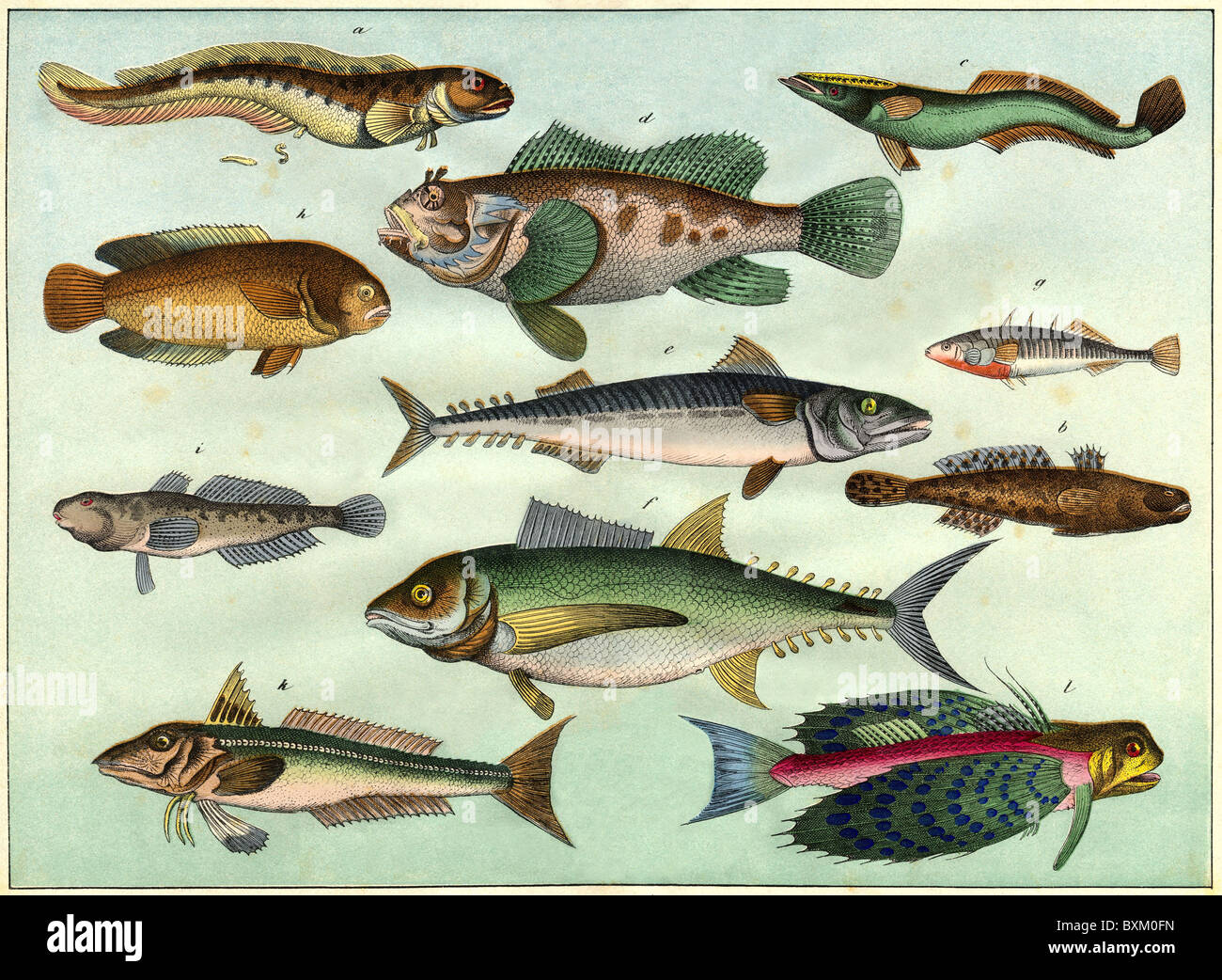 zoologie / Tiere, Fische, dekorative Lithographie mit verschiedenen Fischarten, Deutschland, 1870, Additional-Rights-Clearences-not available Stockfoto