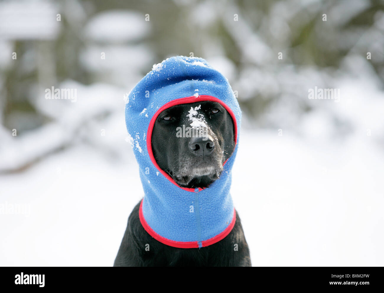 Haushund trägt Sturmhaube, im Schnee im Winter warm halten Stockfoto