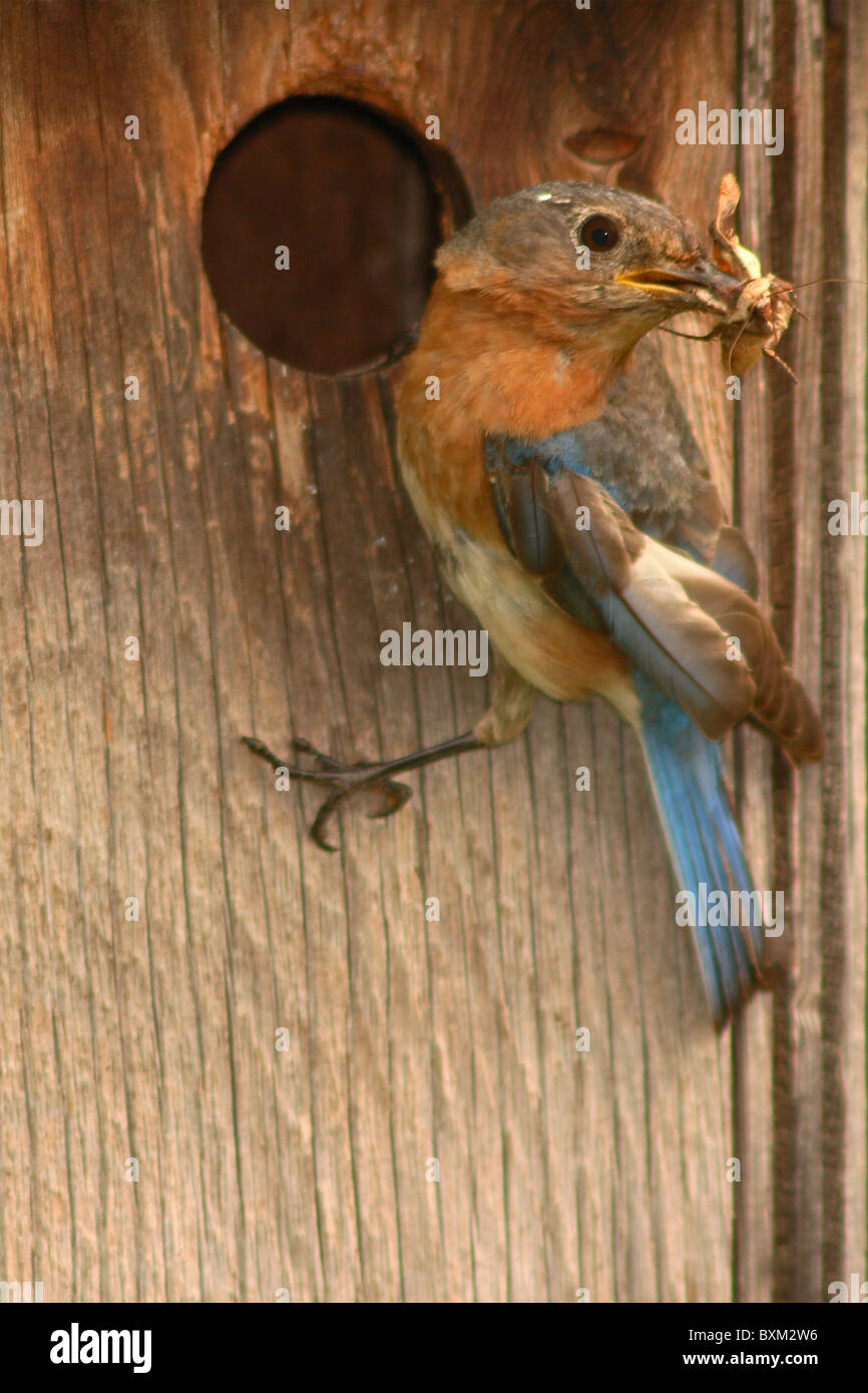 Eine östliche Bluebird am Nest mit Motten im Schnabel zu öffnen. Stockfoto