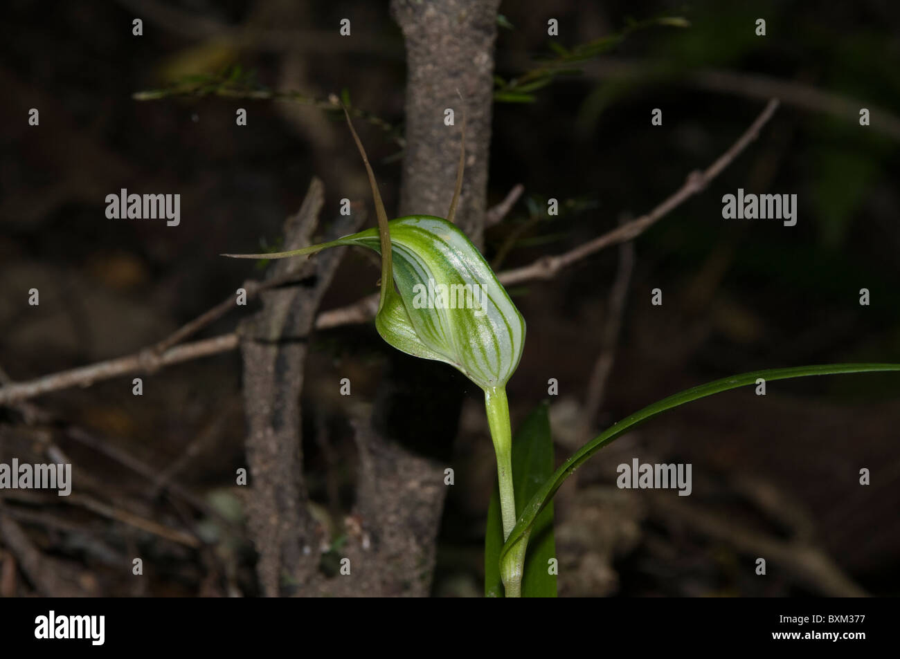 Pterostylis Nutans oder nicken Pterostylis oder Papagei Schnabel-Orchidee ist endemisch in feuchten Wäldern in Australien und Neuseeland Stockfoto