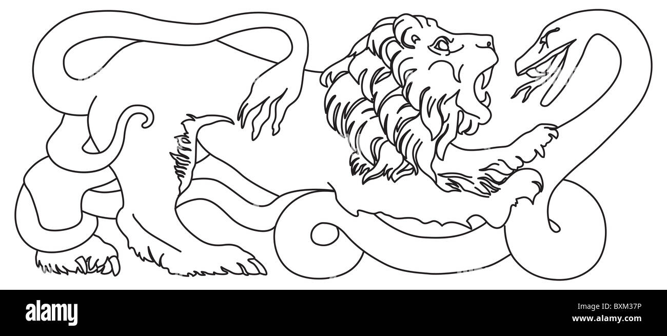 Löwen kämpfen eine aufgerollte Schlange isoliert Abbildung Stockfoto